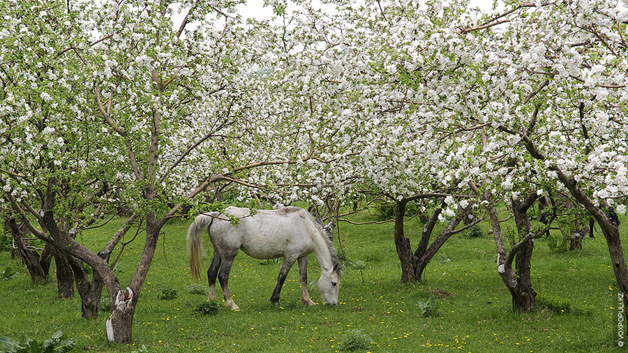 Яблоневые сады на Каменском плато